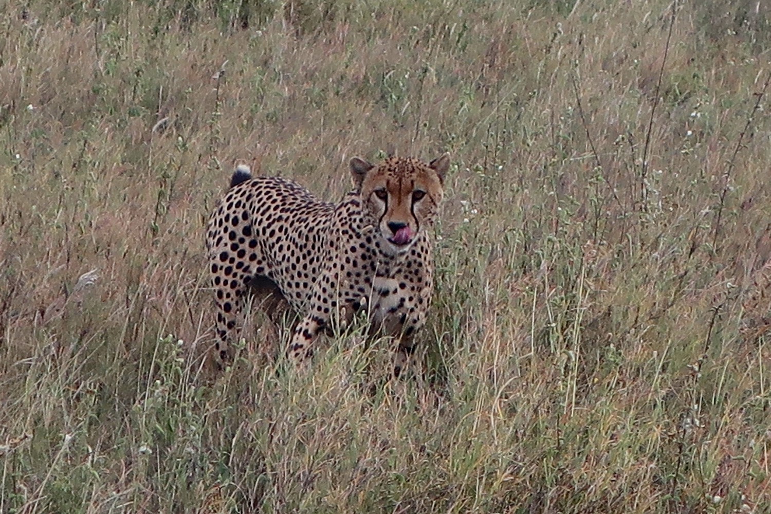 Hungry Cheetah